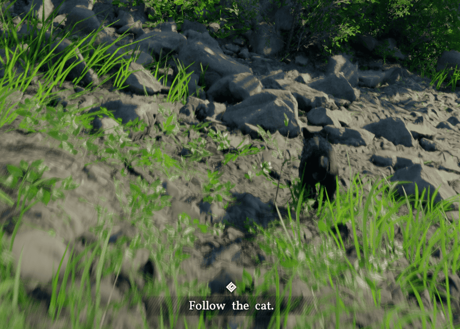 Follow the Cat
